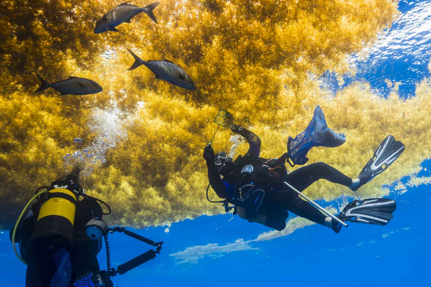 L'une des hypothèses est qu'il y a eu une nouvelle prolifération due à l'apport nutritif des grands fleuves, dont les bassins ont subi des modifications importantes. L'Amazone est le premier bassin du monde et a une forte influence sur l'Atlantique tropical, mais ce n'est pas le seul qui peut avoir un impact. D'autres paramètres peuvent entrer en jeu, comme l'élévation de la température ou la dispersion des espèces. La seule certitude est qu'il s'agit d'un phénomène à grande échelle, où seules quelques espèces de sargasses sont concernées. Il est nécessaire de préciser le statut des formes pélagiques et de mieux les connaître. 