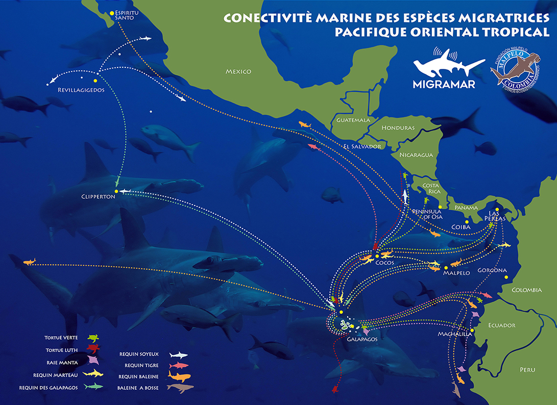 Mission Malpelo 2018_Pacifique. Explorations de Monaco