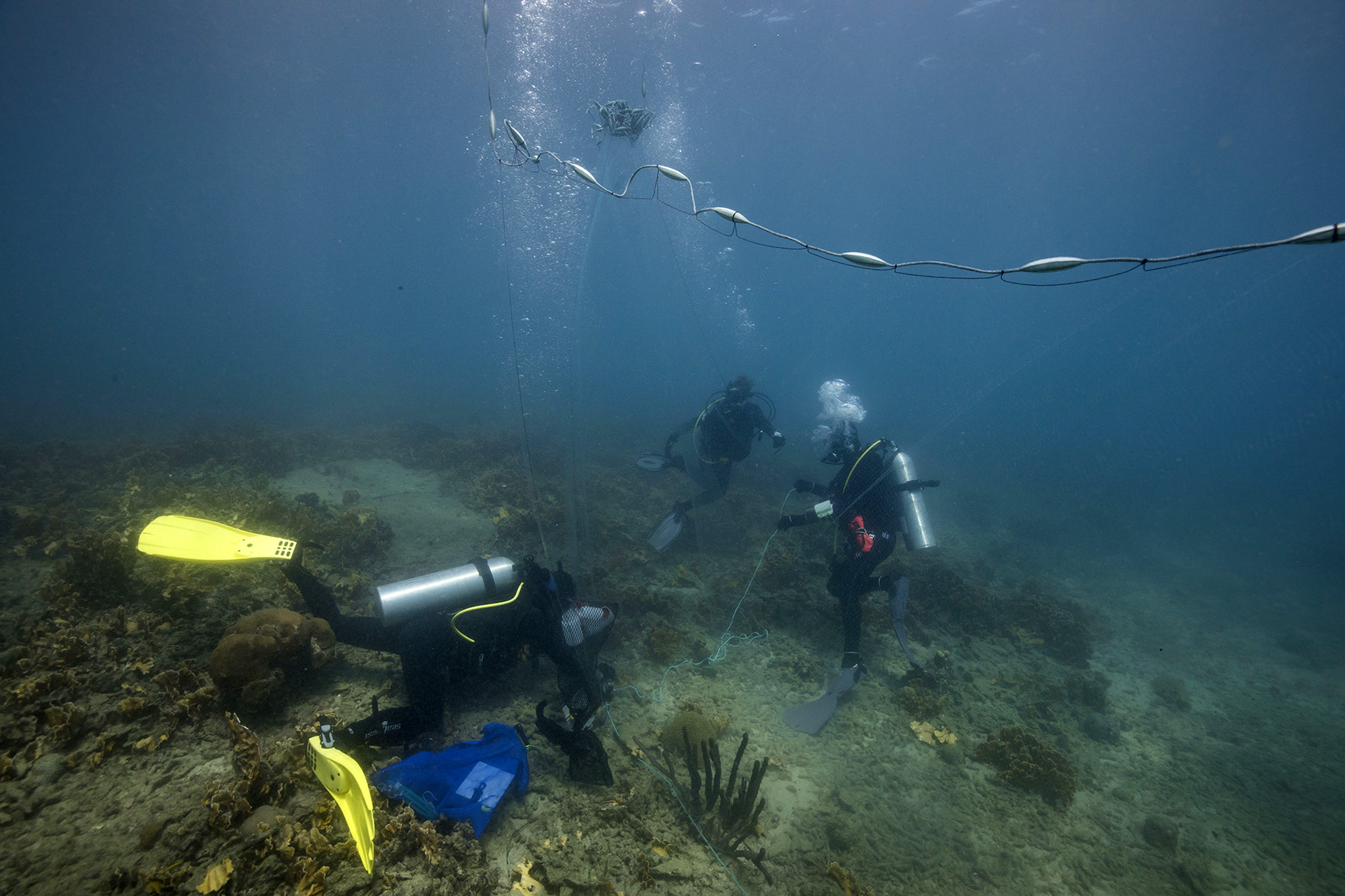 Rolling out and setting up the large net on the seabed (2). Santa Marta, October 2018 © Olivier Borde. Monaco Explorations.