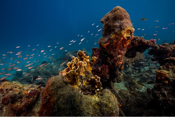 Récifs coralliens – Santa Marta, Colombie © O. Borde Monaco Explorations.