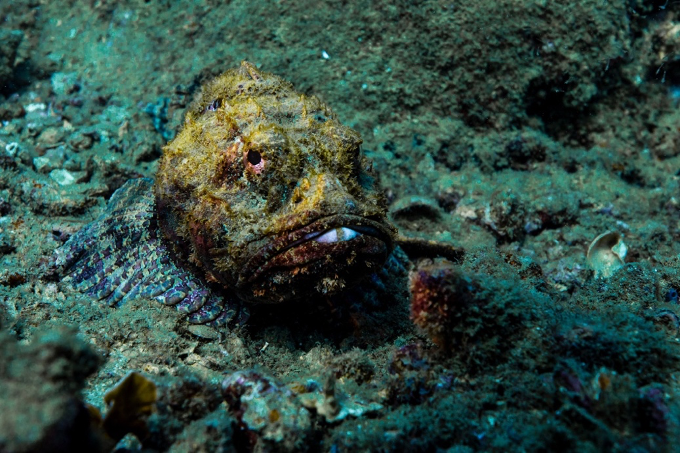 Stone fish - Santa Marta, Colombia © O. Borde Monaco Explorations.