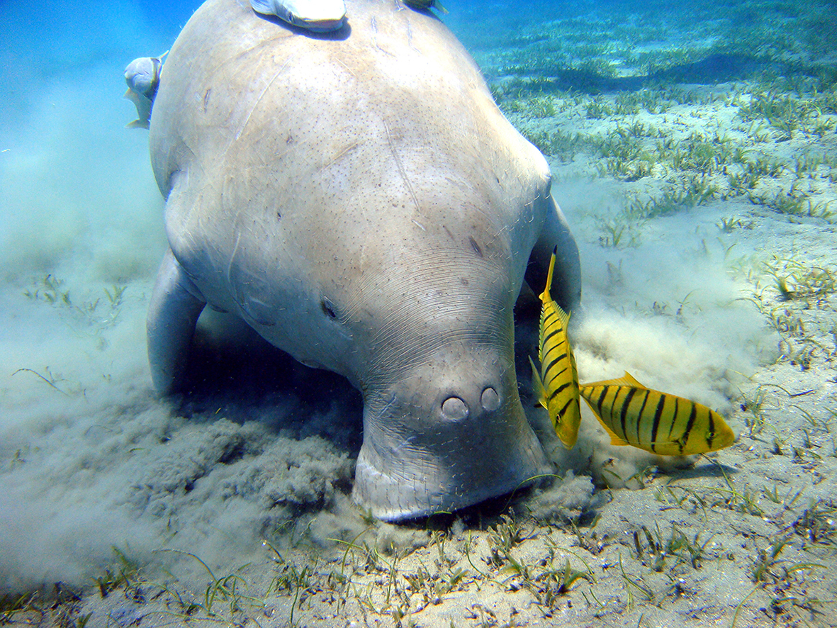 Dugong_Marsa_Alam©Julien-Willem.-Wikimedia-commons.jpeg