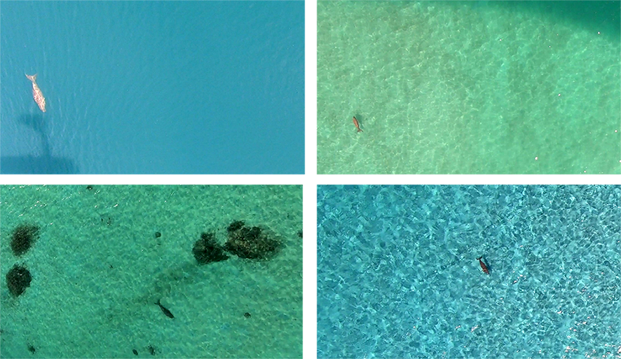 Selection of aerial views of dugongs © Marbec