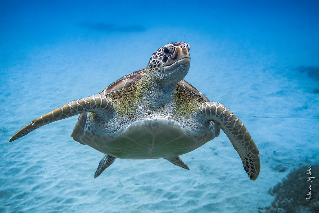 Tortue verte, Chelonia mydas©Fabien Lefèbvre_MonacoExplorations