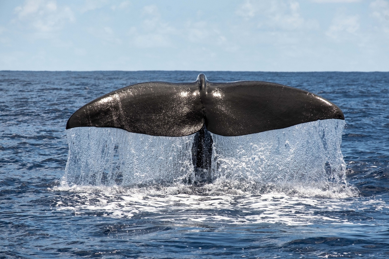 A sperm whale dives on the edge of the Saya de Malha Bank in the Indian Ocean