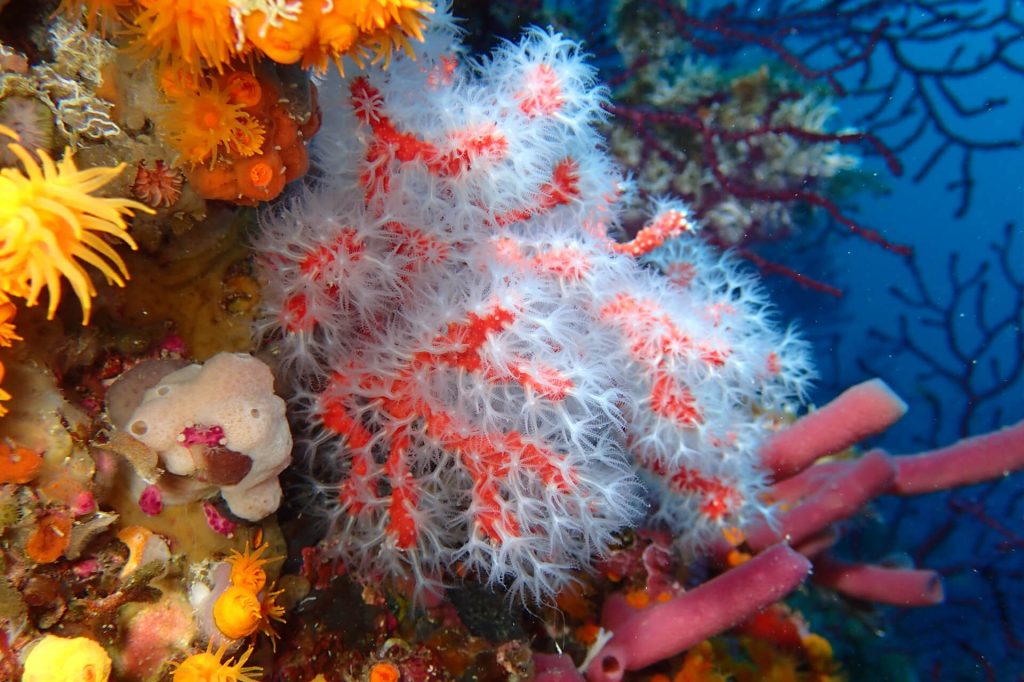 La Méditerranée est un hotspot de biodiversité. Elle renferme 7 à 8% de la totalité des espèces marines. Corail rouge, Corallium rubrum. Maroc©Université de Séville. SPA/RAC
