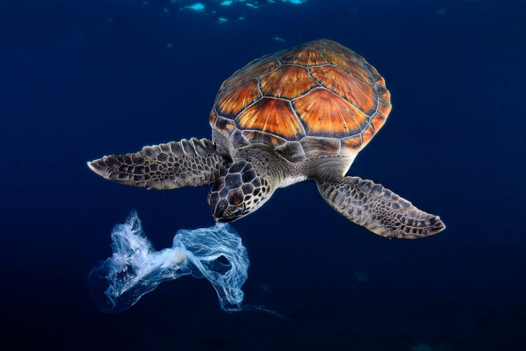 Les tortues marines confondent les sacs plastique avec les méduses©Sergi Garcia Fernandez. Biosphoto