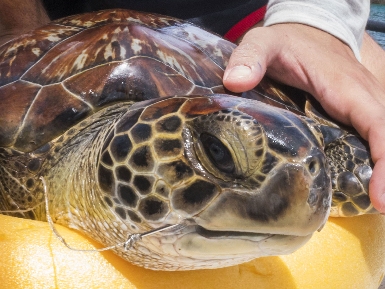 Fishing Hook Removed from Sea Turtle’s Beak Monaco Explorations