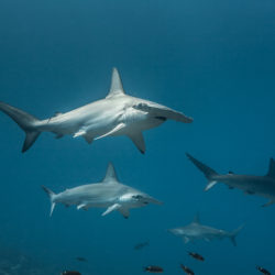 Requins marteau Halicorne, Sphyrna lewini. Malpelo. Colombie © Frédéric Buyle. Explorations de Monaco.