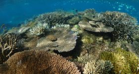 Biodiversité des récifs à Mayotte©Pascale Chabanet_IRD.jpg