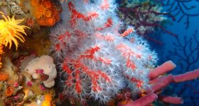 Corail rouge, Corallium rubrum. Maroc©Université de Séville. SPA/RAC