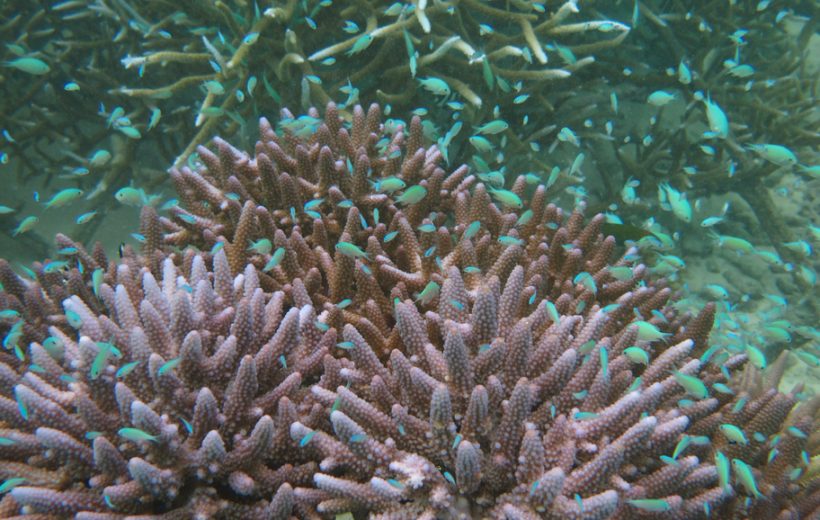 Boutures-de-coraux_Ocean-Indien©Pascale-Chabanet_IRD.jpg