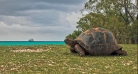 Filip Kulisev Amazing planet Aldabra, Seychelles Island