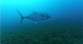 Carangoides fulvioguttatus. Saya de Malha. Mission océan Indien. 10_11_2022©IRD_MonacoExplorations