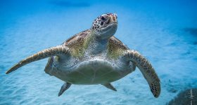 Tortue verte, Chelonia mydas©Fabien Lefèbvre_MonacoExplorations