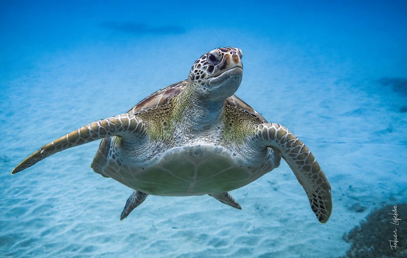 Tortue verte, Chelonia mydas©Fabien Lefèbvre_MonacoExplorations