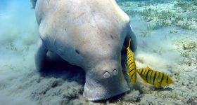 Dugong_Marsa_Alam©Julien-Willem.-Wikimedia-commons.jpeg