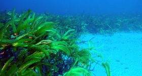 Herbarium of Thalassodendron Ciliatum. Bank of Saya de Malha©Grégoire Moutardier. MonacoExplorations