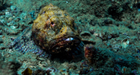 Stone fish - Santa Marta, Colombia © O. Borde Monaco Explorations.