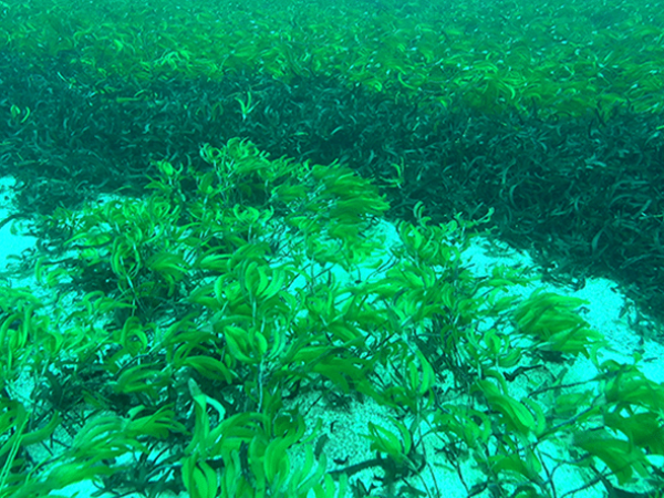 Monitoring the Saya de Malha meadow with the ROV_Mission Océan Indien 2022©Marine solutions_MonacoExplorations