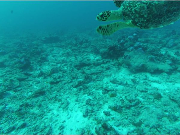 Tortue d'écailles. Eretmochelys imbricata. Saya de Malha. Mission océan Indien. 08_11_2022©IRD_MonacoExplorations