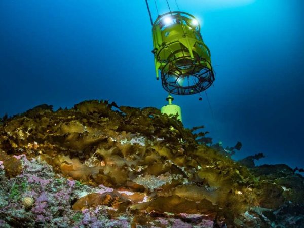 Tourelle sur un site français connu pour abriter des laminaires de Méditerranée, Laminaria rodriguezii.
©Laurent Ballesta – Andromède Océanologie.